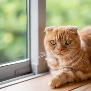 陽当たりの良い窓辺で佇む猫ちゃん。きっと新しい家での暮らしを満喫しているに違いない