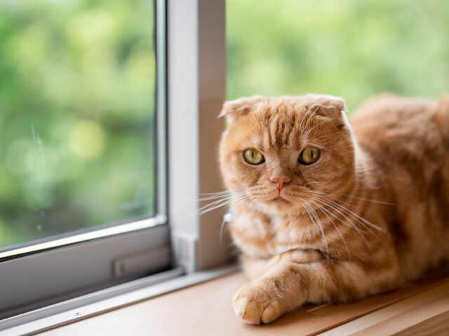 陽当たりの良い窓辺で佇む猫ちゃん。きっと新しい家での暮らしを満喫しているに違いない